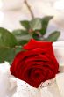 Red rose on white laces