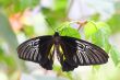 Black Butterfly