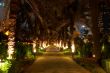 palm trees at night