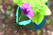 Green butterfly collecting nectar