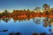 Autumn wood