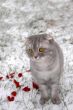 Cat in snow