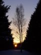 tree at sunset