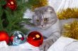 Christmas cat