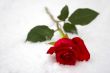 Red rose on a snow