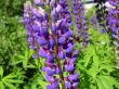 bumblebee on purple lupins