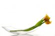 Yellow tulip in vase