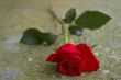 Red rose