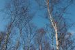 Trees in sunny spring day