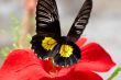 Flitting butterfly on a red flower