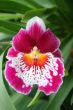 Graceful lonely tropical flower in foliage