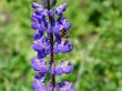 bumblebee on purple lupins