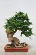  Bonsai Tree