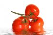 tomatoes vine with clipping path