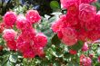 Pink roses