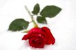 Red rose on a snow