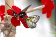 Two flitting butterflies on a red flower