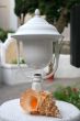 lantern and greater cockleshell