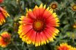 Graceful tropical flower