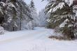 Winter forest