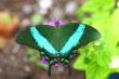 Green butterfly collecting nectar