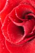 Red rose