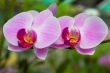 Orchid flowers