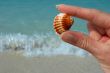 Hand and seashell on the beach
