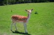 White-Tailed Deer