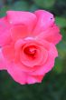 Graceful lonely tropical flower in foliage