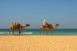 Camels, desert and ocean