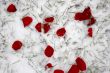 Red rose petals on snow