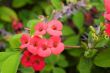 Graceful lonely tropical flower in foliage