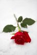 Red rose on snow