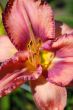 Graceful lonely tropical flower in foliage