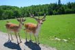 White-Tailed Deer