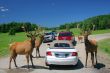 Deer family in Omega park in Canada