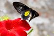 Flitting butterfly on a red flower