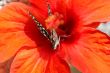 Butterfly collecting nectar from a flower