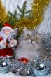 Christmas cat and Santa Claus