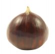 Chestnut