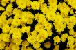 Yellow chrysanthemum.