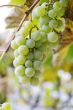 Close-up of a bunch of grapes