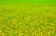 Autumn Field.