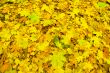 Blanket of Leaves.