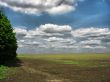 Green agricultural field
