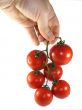 Man`s hand holds a tomato