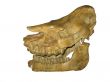 Prehistoric animal skeleton scull isolated