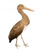 An stork isolated over white