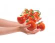 Two woman hands holding tomatos.